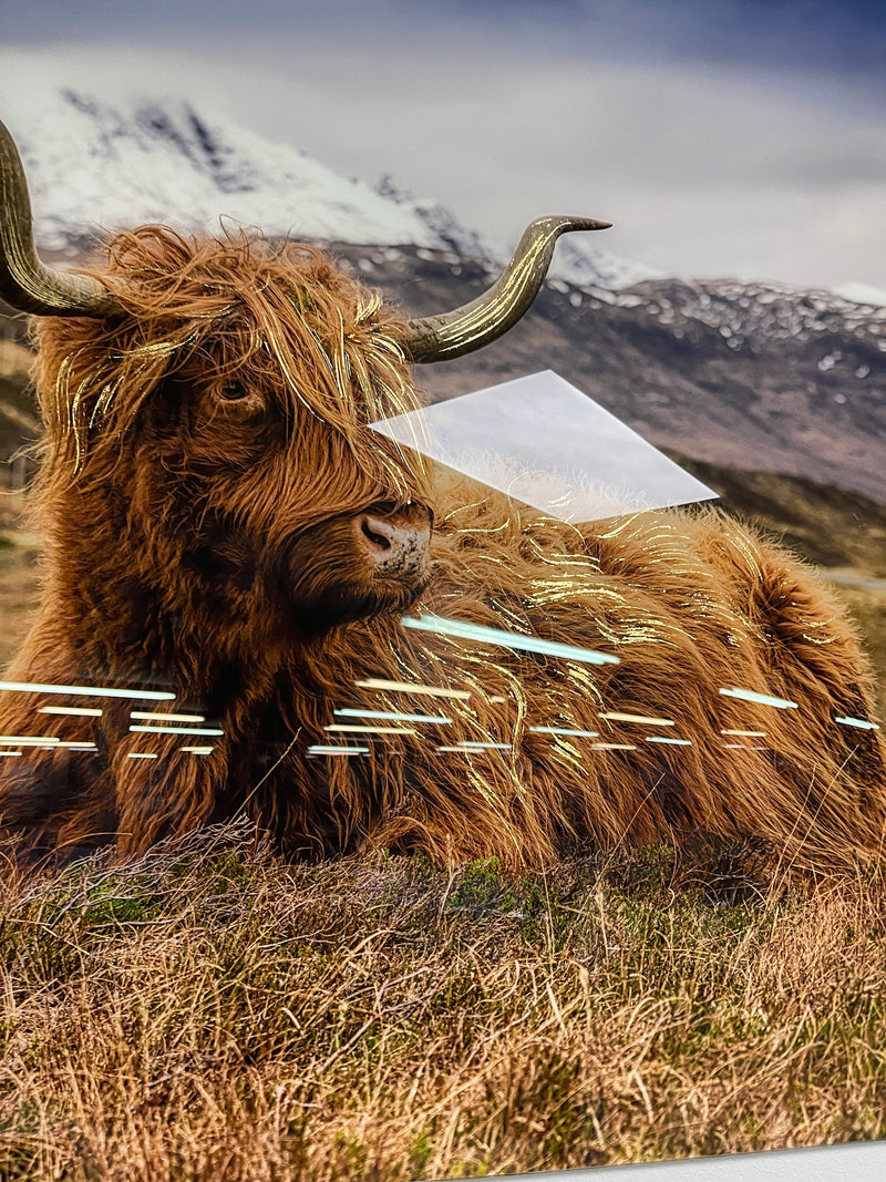 Highland Cow II Tempered Glass w / Foil