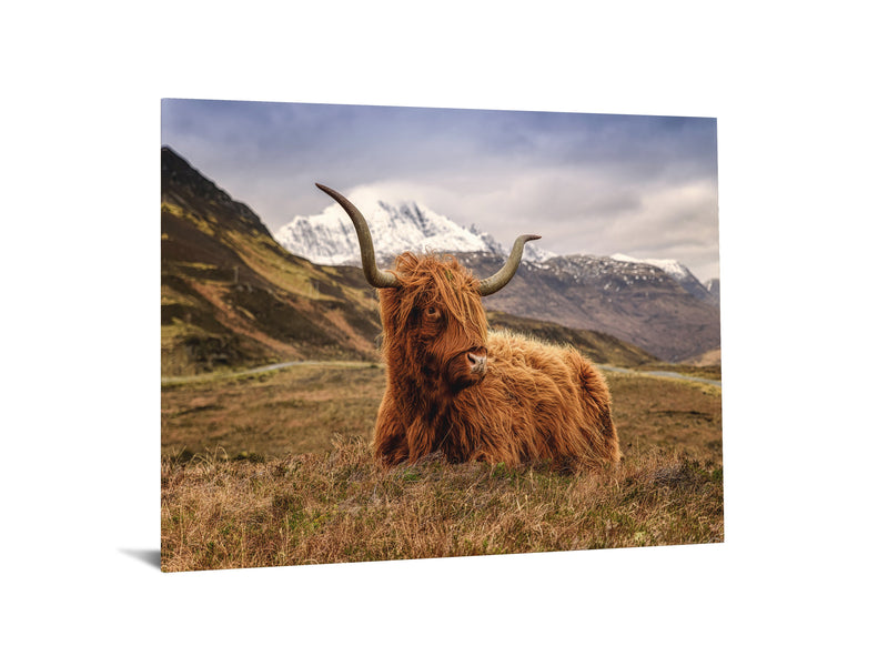 Highland Cow II Tempered Glass w / Foil