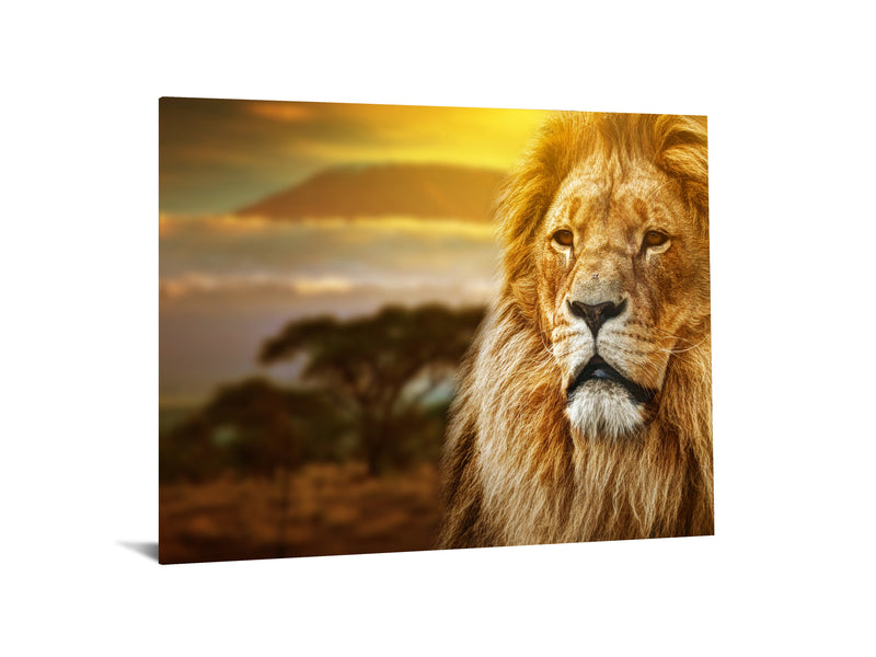 Lion Safari Tempered Glass w / Foil