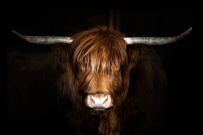 Highland Cow on Black Tempered Glass w / Foil