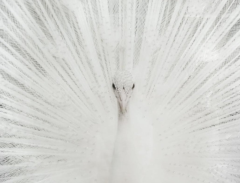 White Peacock Tempered Glass w / Foil & Rhinestones Wall Art